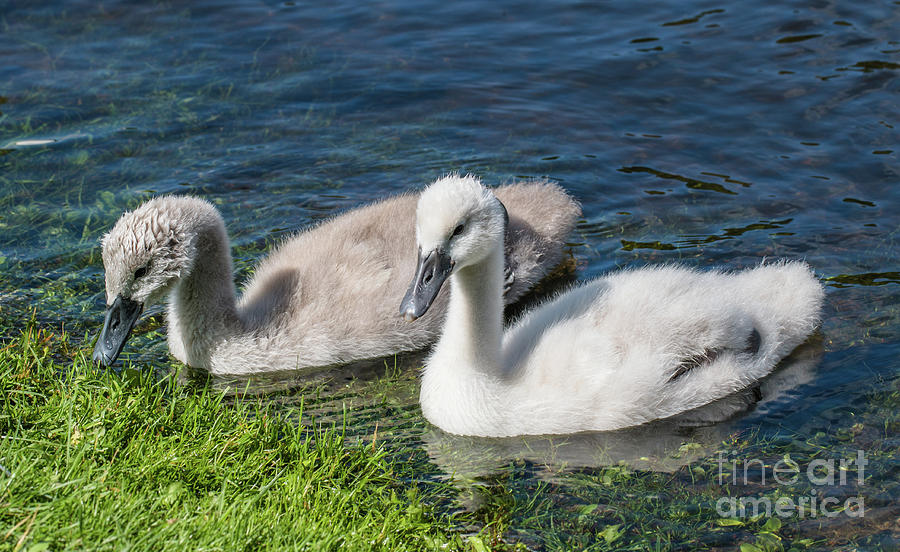 Two young cygnets of mute swan swimming in a lake Photograph by Amanda Mohler