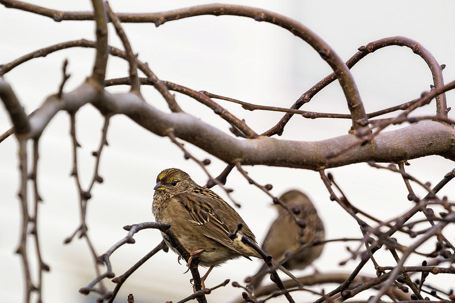 Two Young Golden-Crowned Sparrows Photograph by Belinda Greb