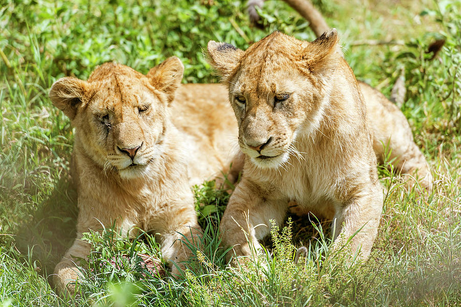 Two young Lions  in Serengeti Photograph by Marek Poplawski