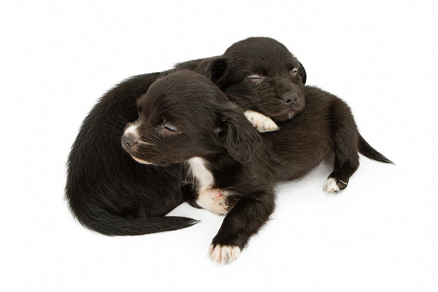 Animal Photograph - Two Young Puppies Snuggling Napping by Good Focused
