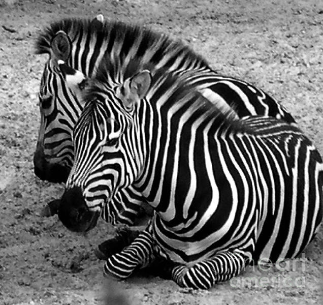 Two Zebras Photograph by Alison Caltrider