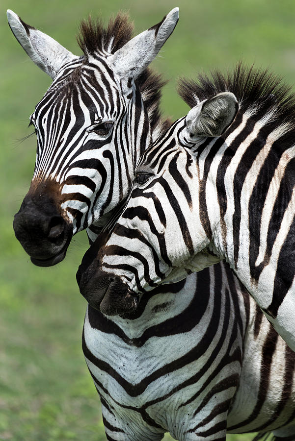 Two zebras in Ngorongoro Crater Photograph by RicardMN Photography