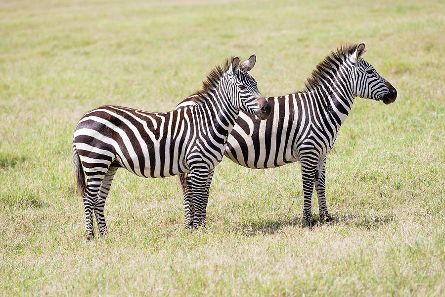  Two Zebras in Serengeti National Park Photograph by Marek Poplawski