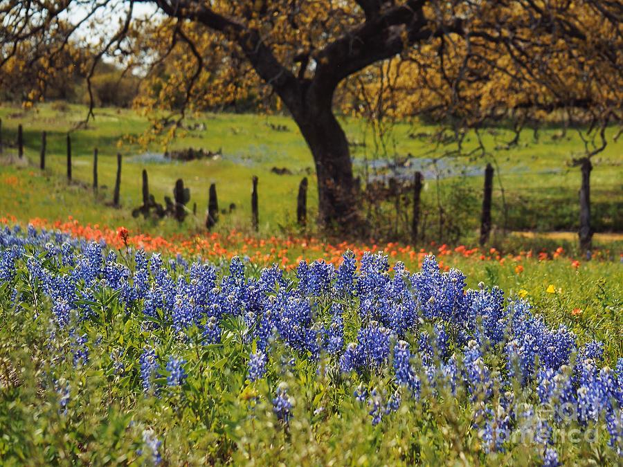 TX Tradition, Bluebonnets Painting by Lisa Spencer