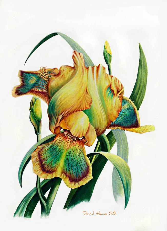 Iris Drawing - Tye Dyed by David Neace CPX