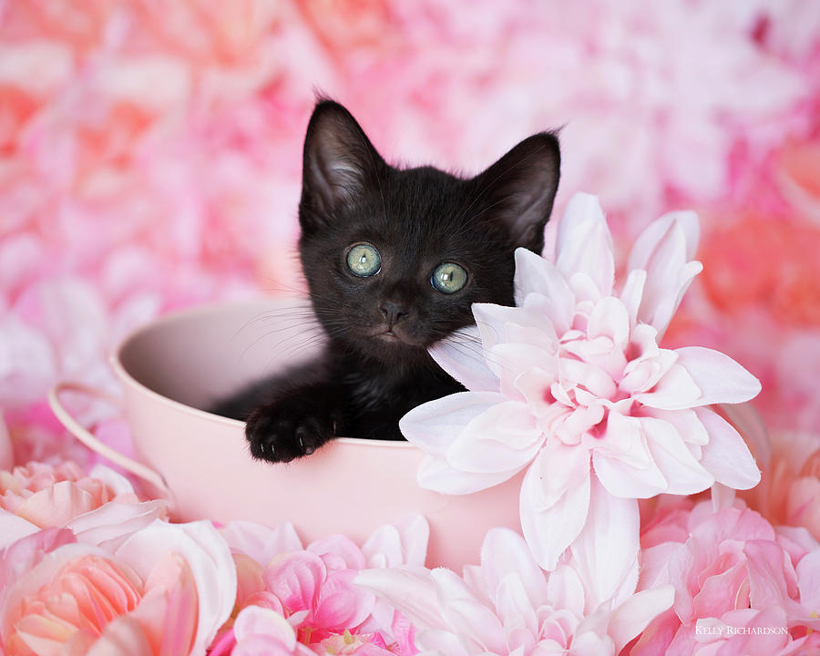 Flower Photograph - Tye Pink Floral H by Kelly Richardson