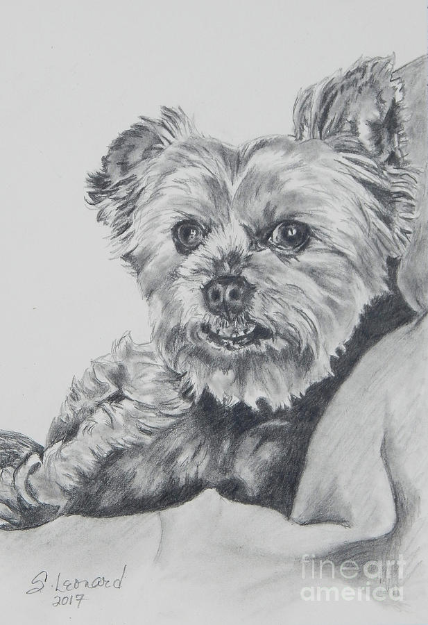 Dog Drawing - Tyler Reed by Suzanne Leonard