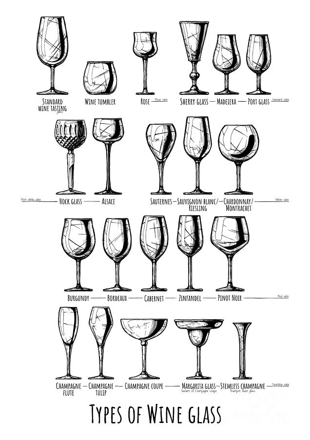 Wine Drawing - Types of wine glass by Alexander Babich