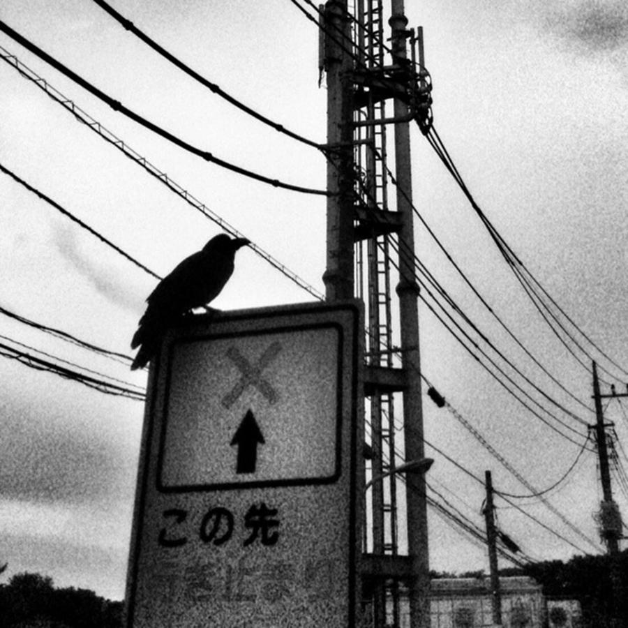 Crow Photograph - Typhoon Will Come by Nori Strong