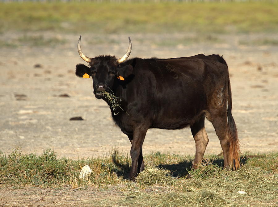 Typical cow, Camargue, France Photograph by Elenarts - Elena Duvernay photo