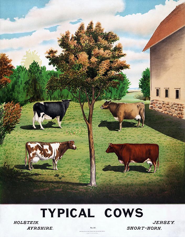 Typical cows Holstein, Jersey, Ayrshire, Short-horn, 1904 Painting by Vincent Monozlay