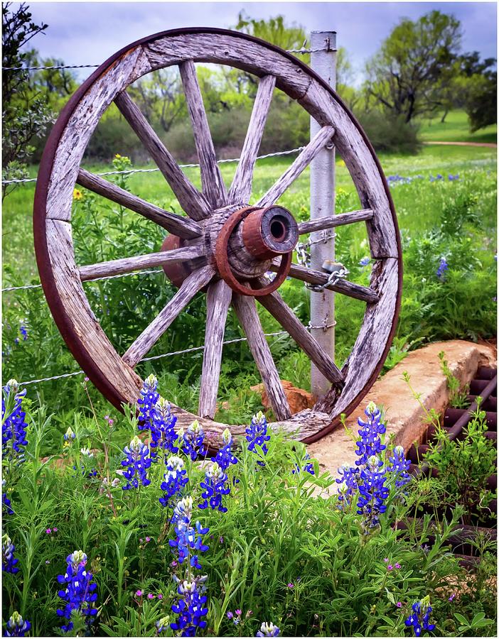 Bluebonnets and Wagon Wheel  Photograph by Harriet Feagin