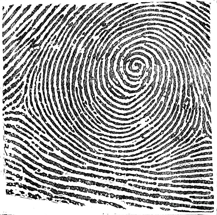 Typical Whorl Pattern in 1900 Photograph by Science Source