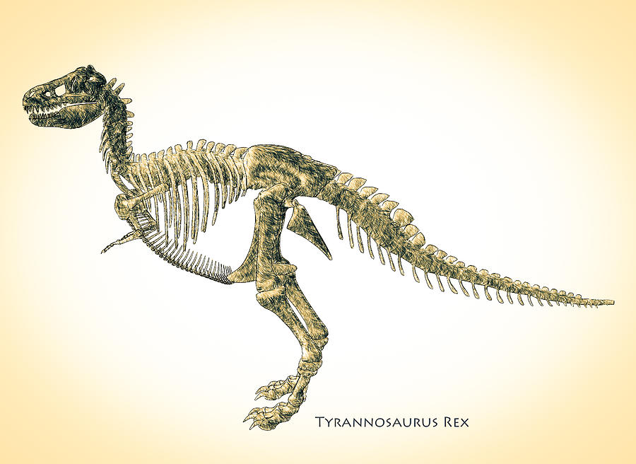Dinosaur Digital Art - Tyrannosaurus Rex Skeleton by Bob Orsillo