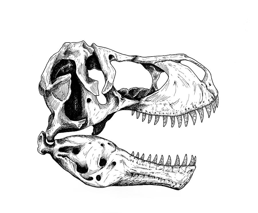 Tyrannosaurus Rex Skull Drawing by Mark Flinn Fine Art America