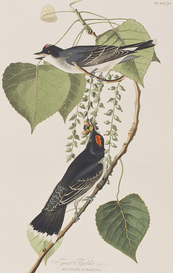 Tyrant Fly Catcher Painting by John James Audubon