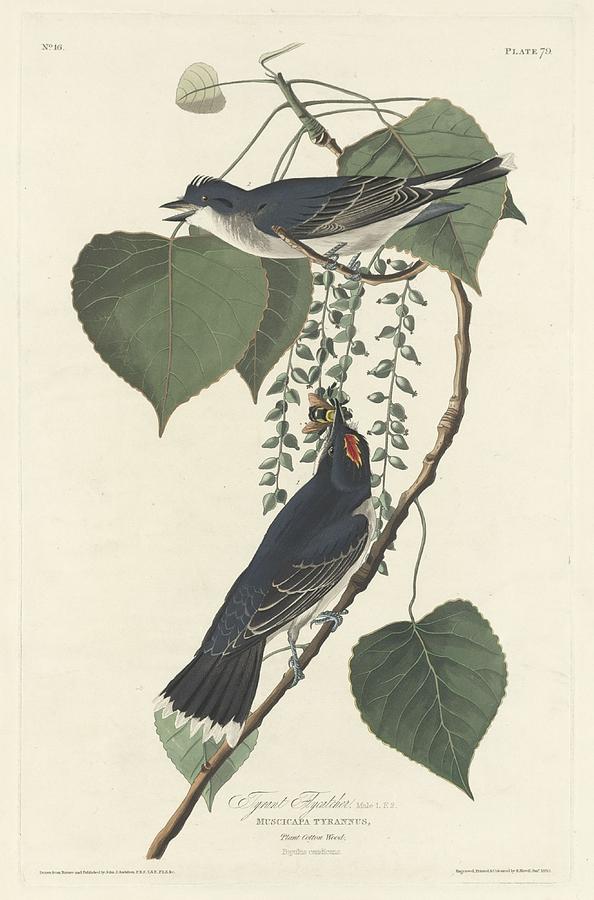 John James Audubon Drawing - Tyrant Flycatcher by Dreyer Wildlife Print Collections 