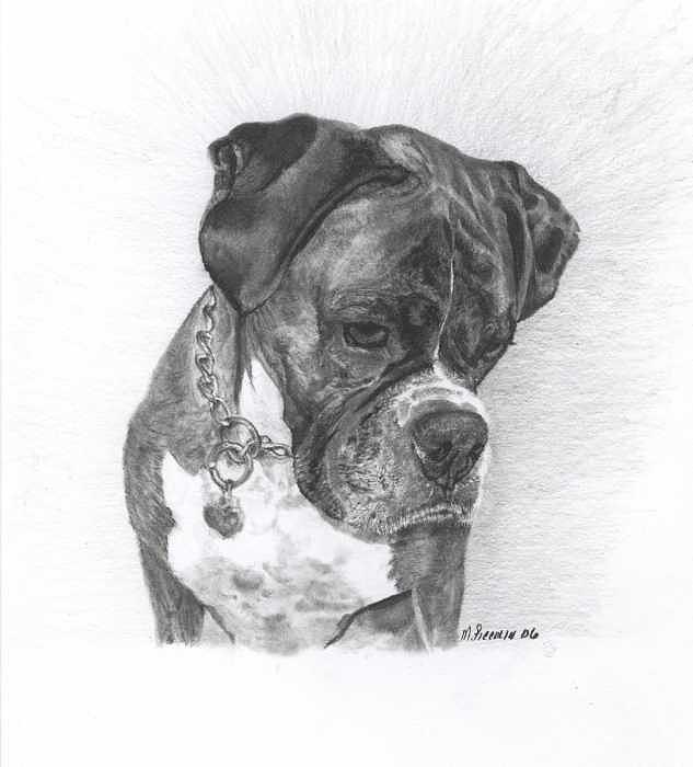 Dogs Drawing - Tyson by Marlene Piccolin Dogs Drawing - Tyson by Marlene Piccolin