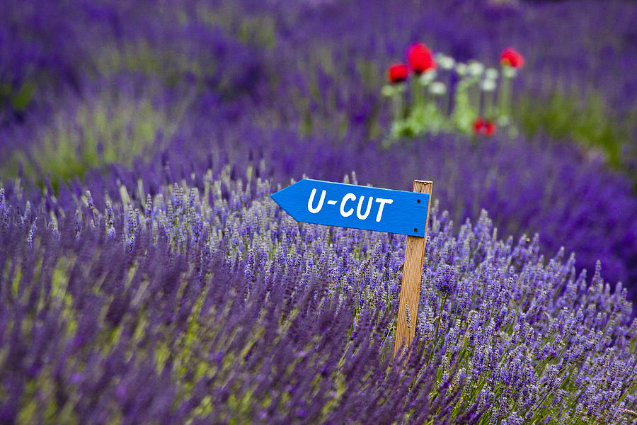 U-CUT Lavender Photograph by Eggers Photography