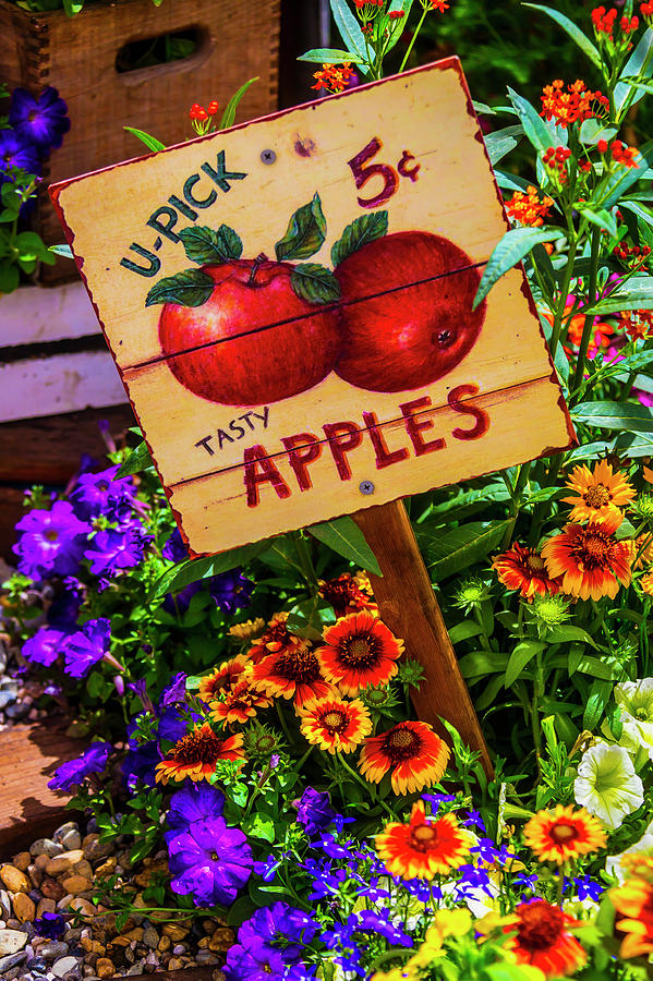 U-Pick Five Cent Apples Photograph by Garry Gay