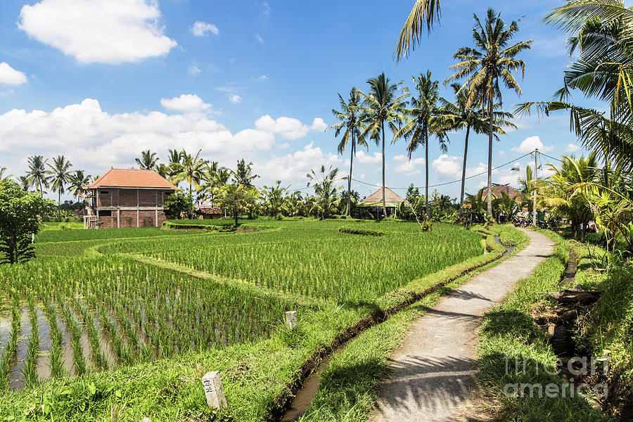 Ubud rice paddies walk in Bali Photograph by Didier Marti