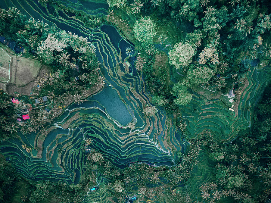 Ubud Rice Terrace Photograph by Evgeny Vasenev