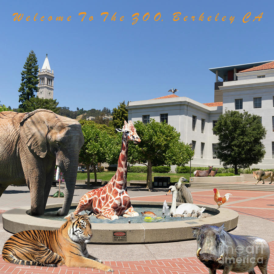 UC Berkeley Welcomes You To THE ZOO Please Do Not Feed The Animals square and text Photograph by Wingsdomain Art and Photography