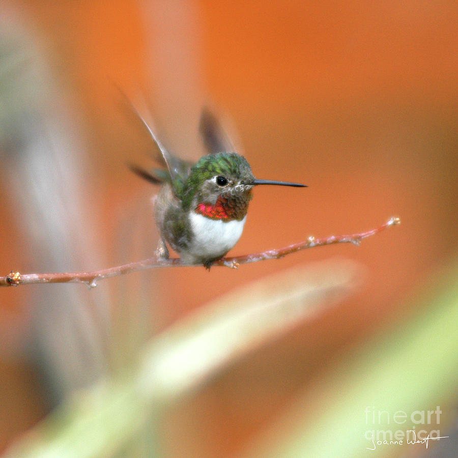 Ucellino Hummingbird Photograph by Joanne West