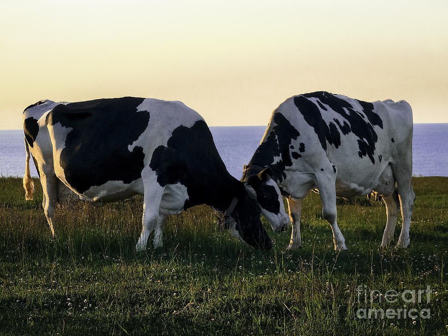 Cow Photograph - Udderly Delightful by Teresa A and Preston S Cole Photography