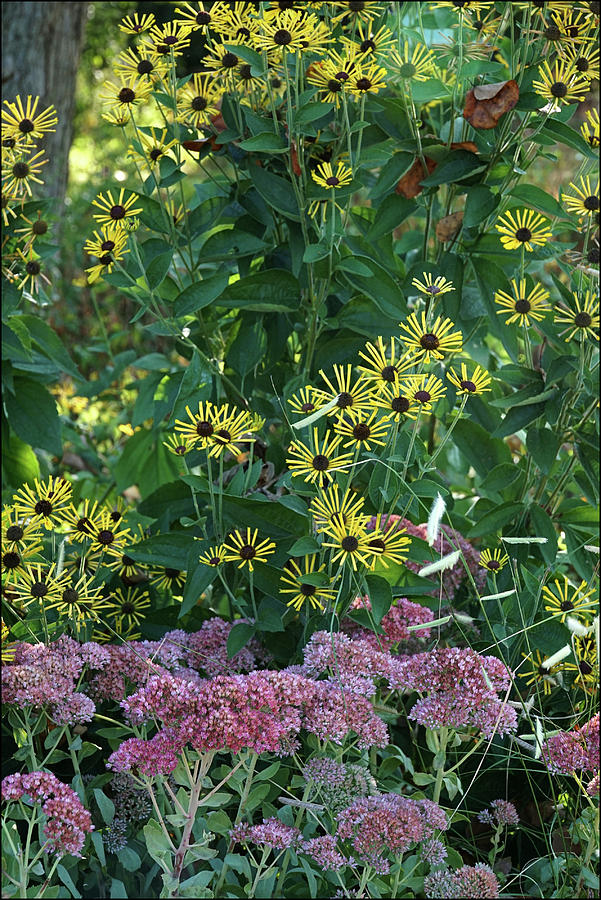 UDEL Garden Rudbeckia and Joe-Pye Weed Photograph by Raymond Magnani