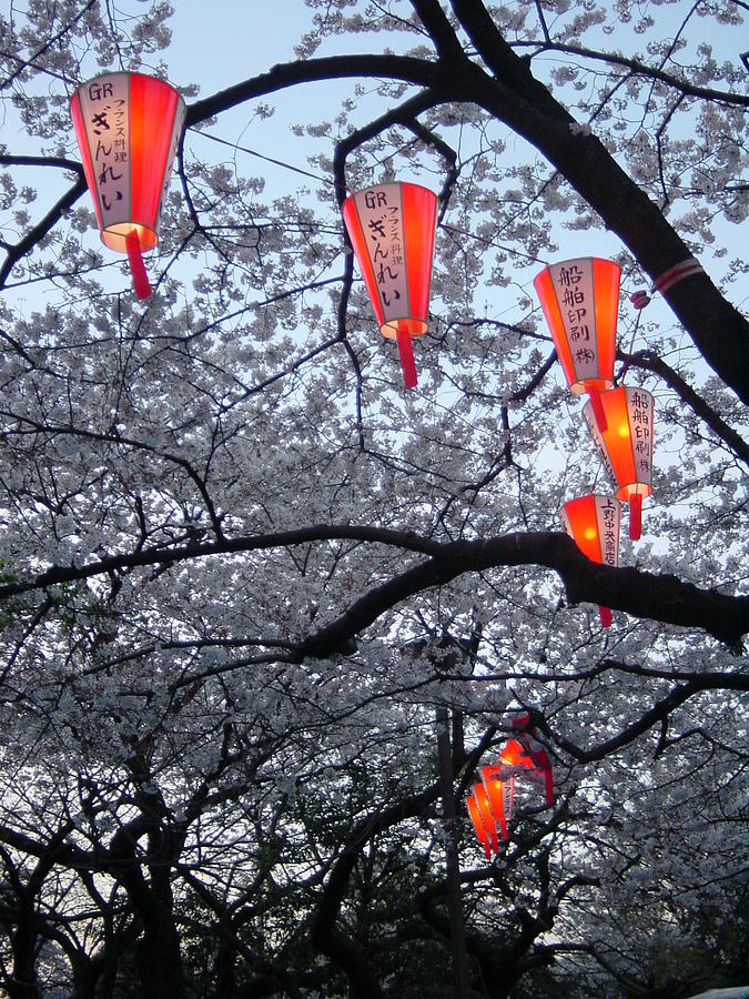 Cherry Blossoms Photograph - Ueno Park Sakura by D Turner