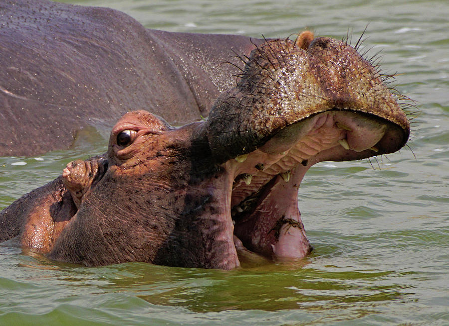 Ugandan Hippo  Photograph by Dennis Cox WorldViews