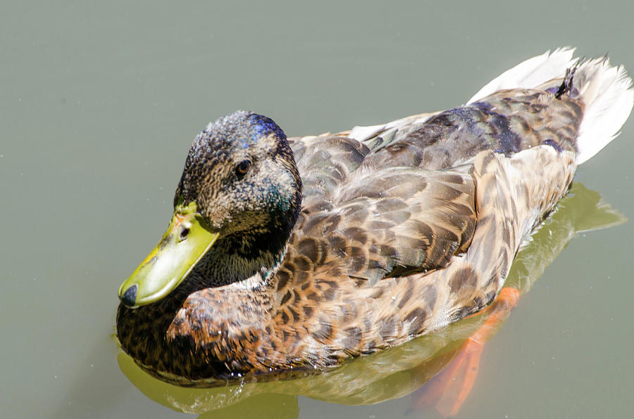 Ugly Duckling Photograph by Steven Brodhecker - Fine Art America