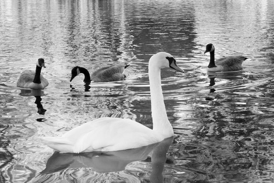 Ugly Duckling Photograph by SR Green | Fine Art America