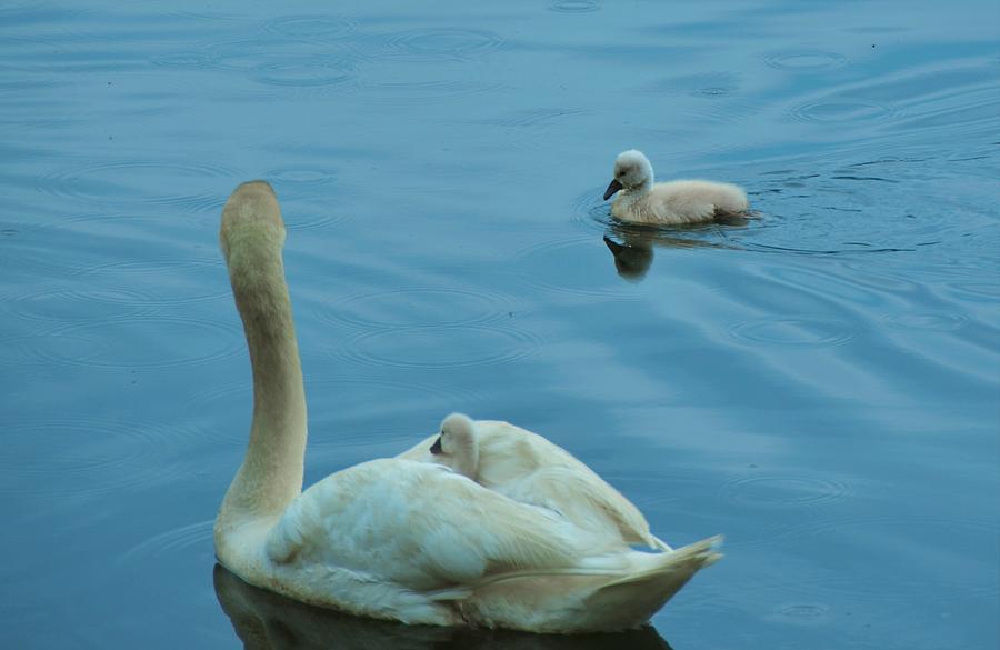 Ugly Ducklings Photograph by Chuck Brown
