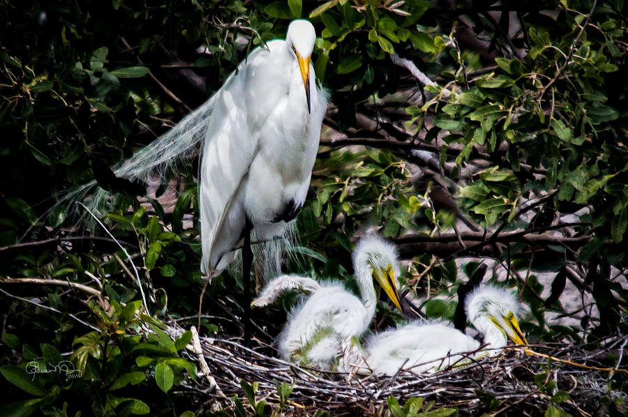 Ugly Ducklings Egret Style Photograph by Susan Molnar