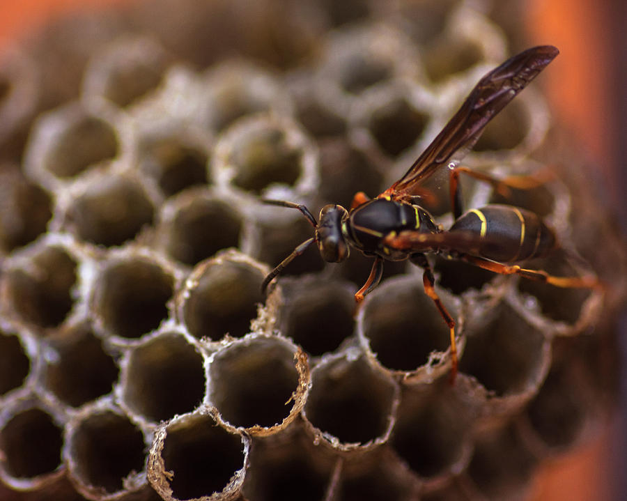 Uh yea that is a wasp Photograph by Toby McGuire