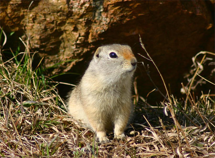 Wildlife Photograph - Uinta Ground Squirrel by Perspective Imagery Wildlife Photograph - Uinta Ground Squirrel by Perspective Imagery
