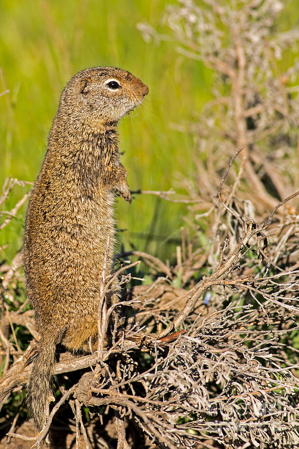 Uinta Squirrel Photograph by Natural Focal Point Photography