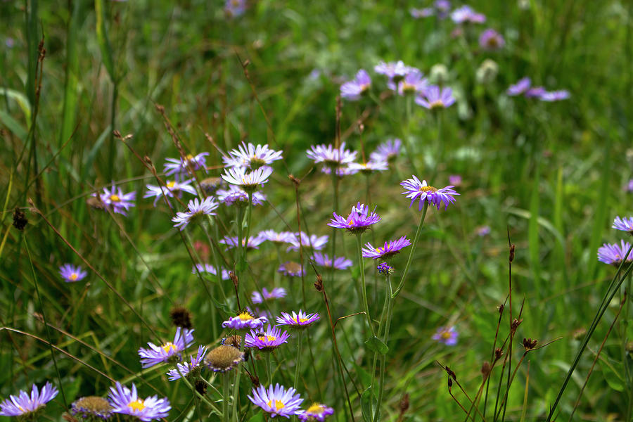 Uinta Wildflowers Photograph by K Bradley Washburn