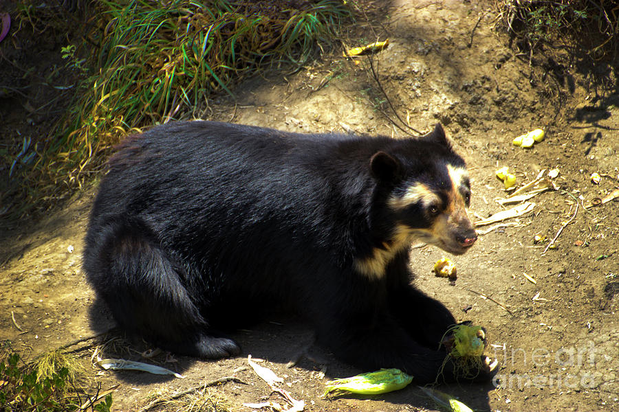 Ukumari, Andean Spectacled Bear Photograph by Al Bourassa