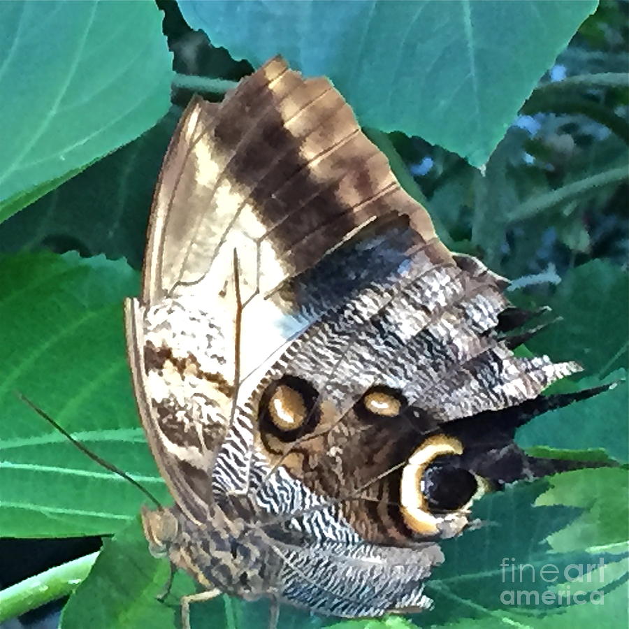 Ultimate Owl Butterfly Photograph by Barbara Plattenburg