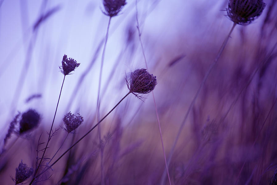 Ultra Violet Botanical Photograph by Bonnie Bruno