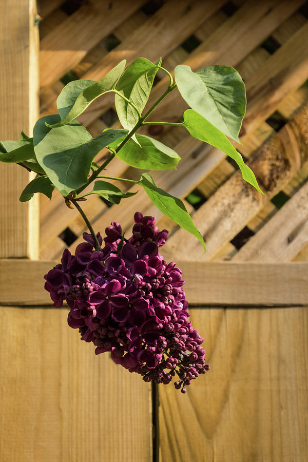 Ultra Violet Escape Artist - Lilac Bloom over Wooden Fence Photograph by Georgia Mizuleva