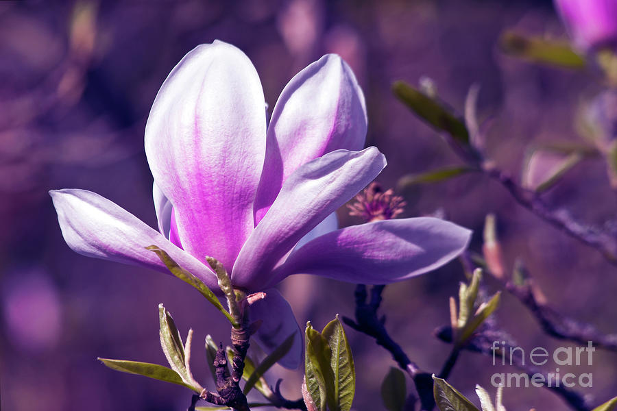 Ultra Violet Magnolia  Photograph by Silva Wischeropp