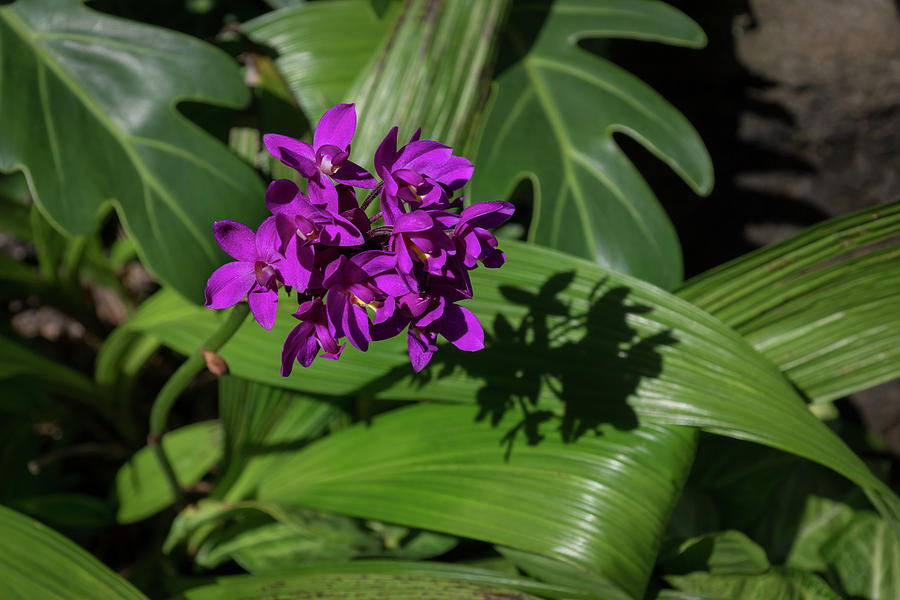 Ultra Violet Orchid Cluster - Exotic Tropical Shadows Photograph by Georgia Mizuleva