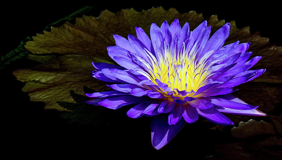 Ultra Violet Tropical Waterlily Photograph by Julie Palencia