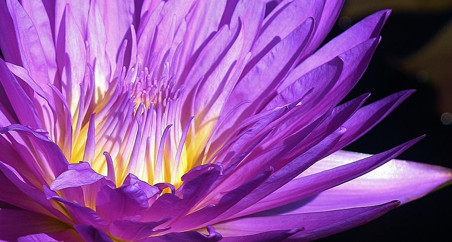 Ultra Violet Waterlily Macro Photograph by Bruce Bley