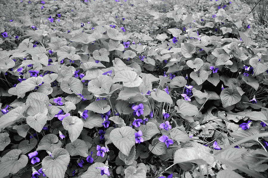 Ultra Violets Photograph by Susan Maxwell Schmidt