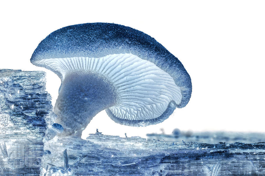 Ultraviolet Fungi Prairie Pics Photography 